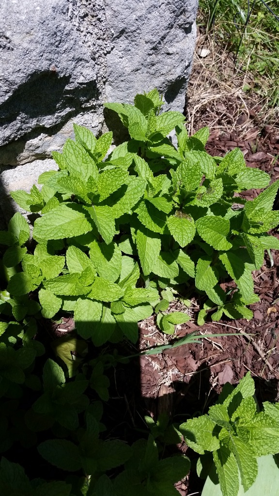 Big clump of mint in my flower bed.